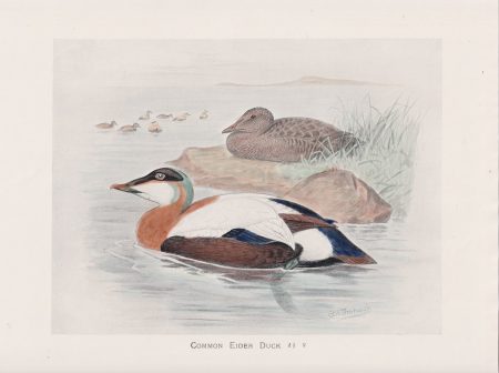 Vintage Print, Common Eider Duck, 1900