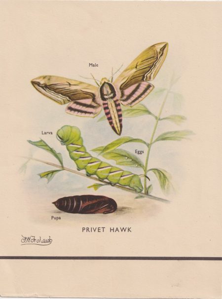 Vintage Print, Privet Hawk, 1890