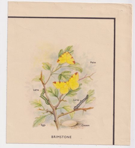 Antique Print, Brimstone, 1890