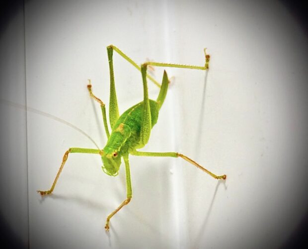 Di Pietro, prosa, tentativi, liriche