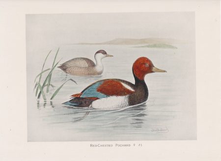 Vintage Print, Red-Crested Pochard, 1900