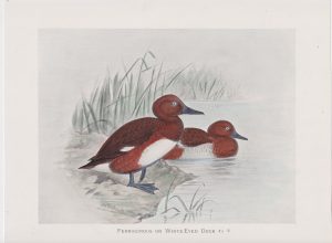 Vintage Print or White-Eyed Duck, 1900
