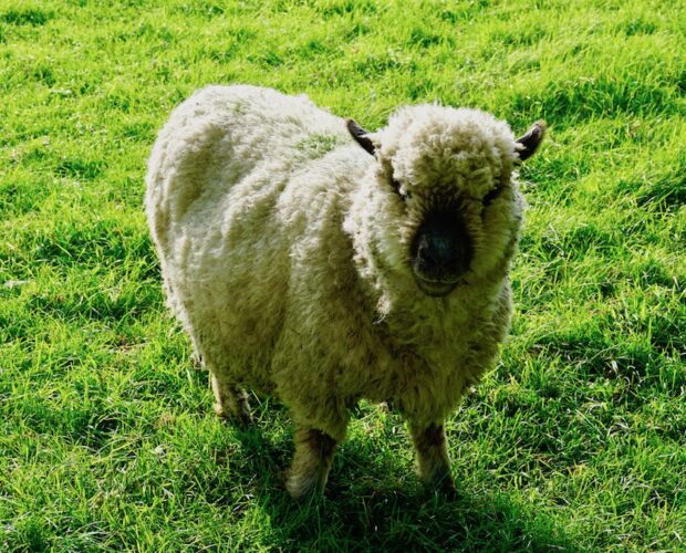 Pedante, ballon gonflé, soufflé