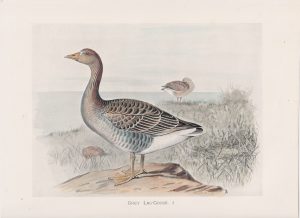 Vintage Print, Grey Lag-Goose, 1900
