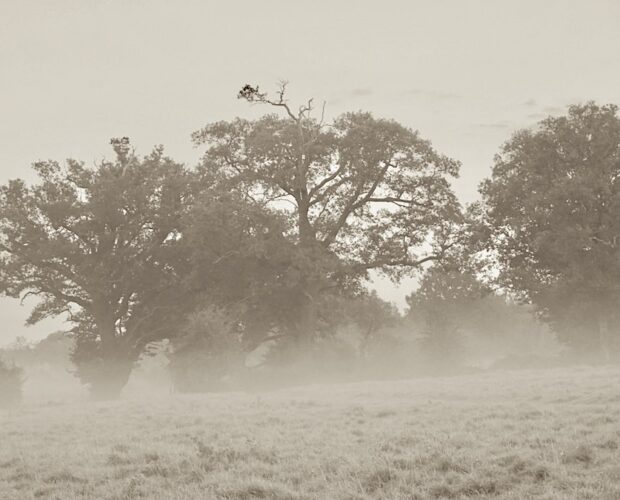 Associazione Radicale Esperanto, disamina