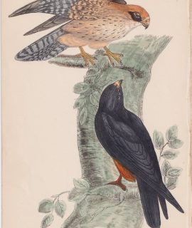 Antique Print, Orange-Legged Hobby, 1852
