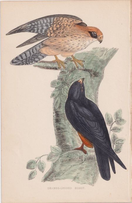 Antique Print, Orange-Legged Hobby, 1852