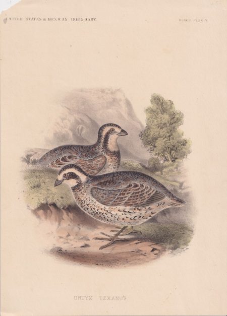 Antique Print, Ortyx Texanus, 1870 ca.