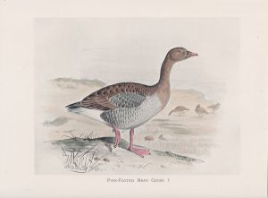 Vintage Print, Pink-Footed Bean Goose, 1900