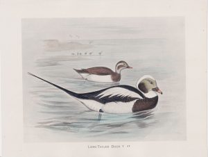 Vintage Print, Long-Tailed Duck, 1900