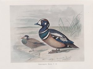 Vintage Print, Harlequin Duck, 1900