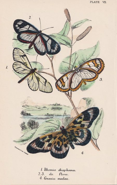 Antique Print, Butterflies, 1852