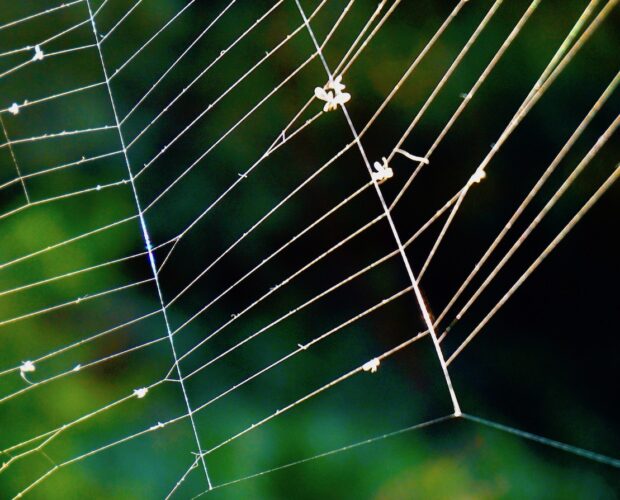 Social, imbecilli, realtà morta