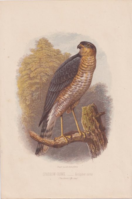 Antique Print, Sparrow-Hawk, Accipiter nisus, 1860