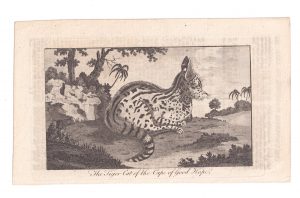 Antique Engraving Print, The Tiger Cat of the Cape of Good Hope, 1770 ca.