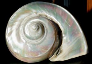 Very Large Rare Antique Mother of Pearl Turbo Snail Shell
