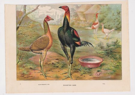 Vintage Print, Exhibition game, 1890
