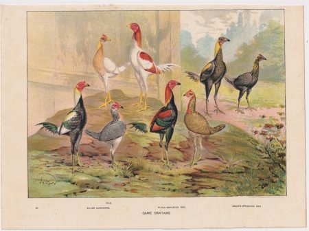 Vintage Print, Game Bantams, 1890