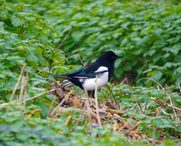 Scrittore, fantasmagorie, crisalidi, personaggi