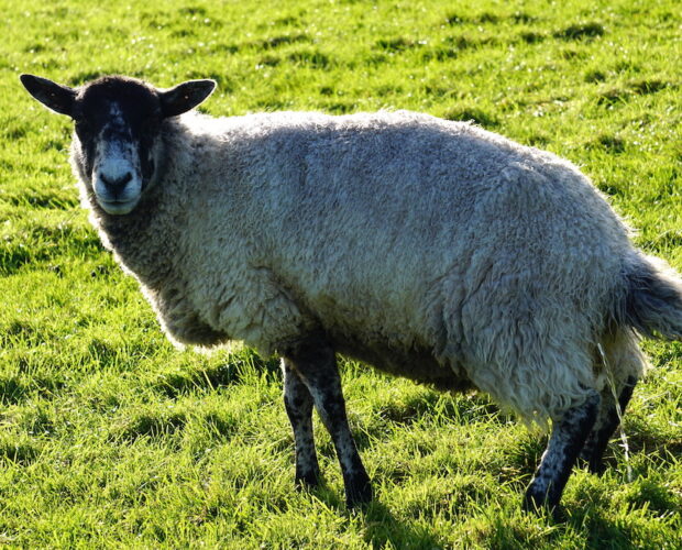 Povertà, lettere, stupidario consolativo