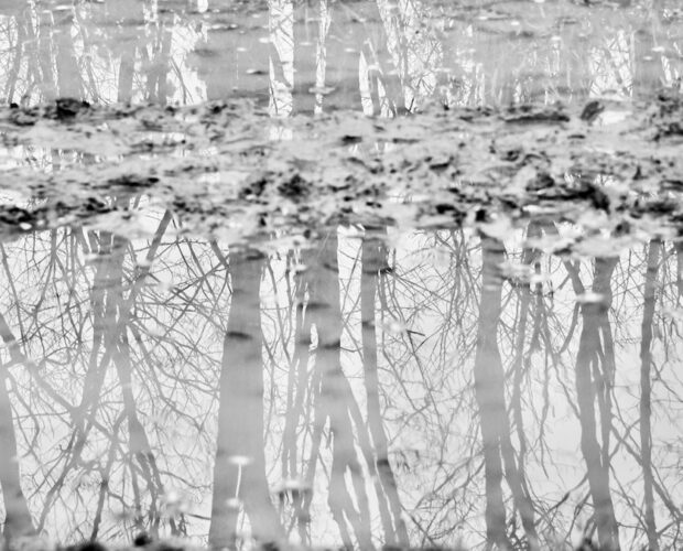 Gerarchia letteraria, Italia immobile