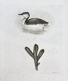 Antique Engraving Print, Bird, 1909