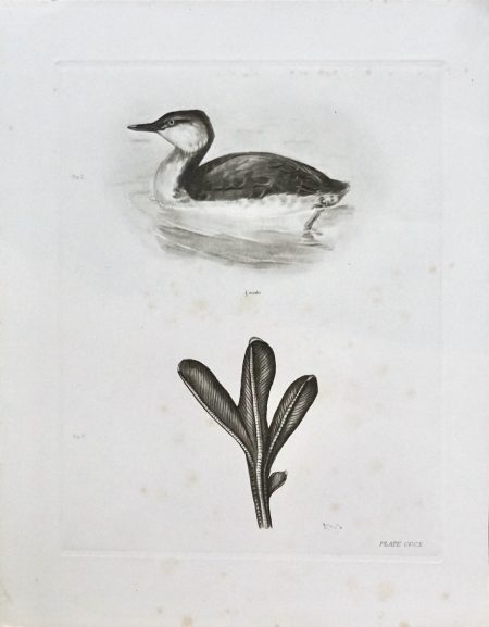 Antique Engraving Print, Bird, 1909