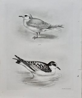 Antique Engraving Print, Birds, 1906