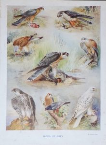 Antique Print, Birds of Prey, 1880