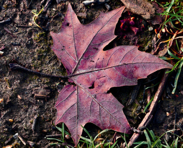 Romanzi, analfabeti funzionali, successo