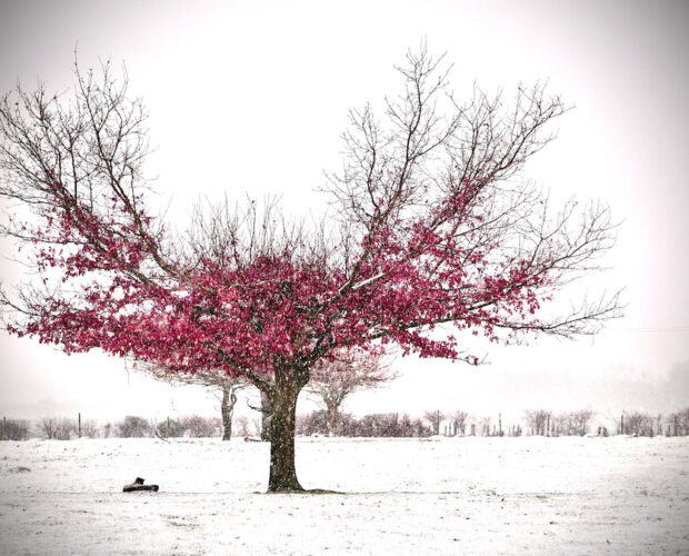 Aegritudo amoris, Plutarco, Antioco