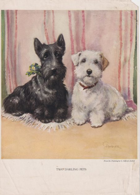 Vintage Print, Two Darling Pets, 1909