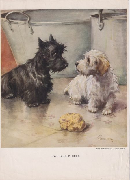 Vintage Print, Two Grubby Dogs, 1909