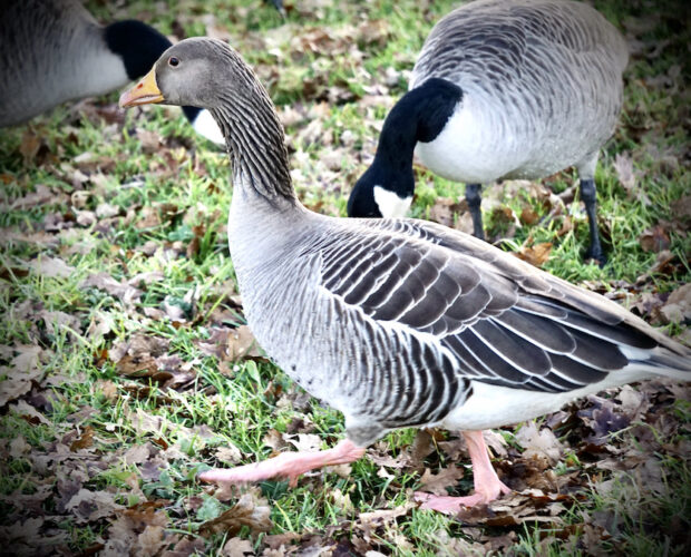 Un dio giallo, innocuo