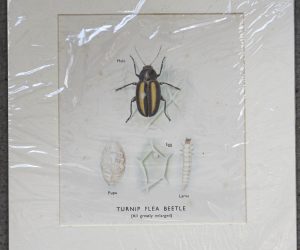 Vintage Print, Turnip Flea Beetle, 1930