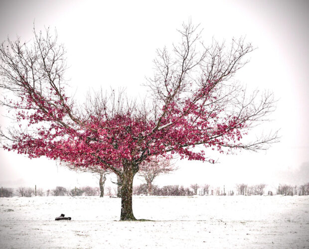 Del nostro amor la galaverna