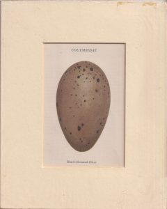 Antique Print, Colymbidae, Black-throathed Diver, 1890