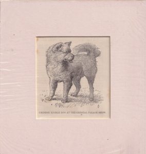 Antique Engraving Print, Chinese Edible Dog at the Crystal Palace Show, 1884