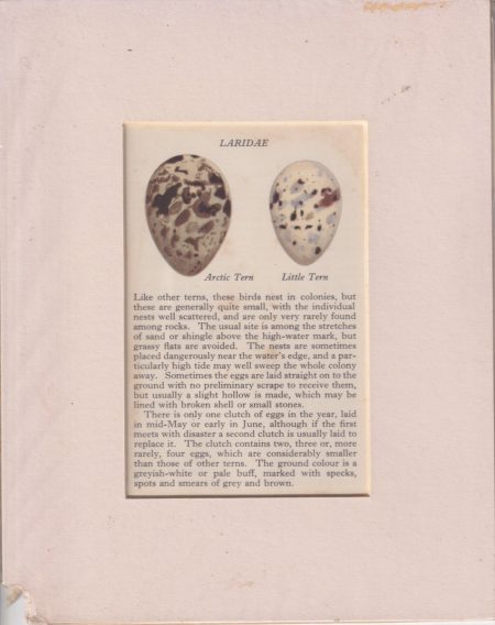 Antique Print, Laridae, Artic Tern, Little Tern, 1890 ca.