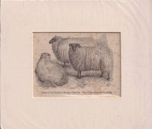 Antique Engraving Print, Black-faced Highland Sheep, 1860 ca.
