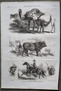 Antique Print, Camels; Oxen; Bull; Horse, 1861