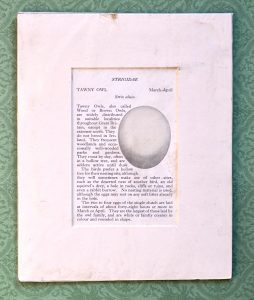 Vintage Print, Strigidae, Tawny Owl, 1890