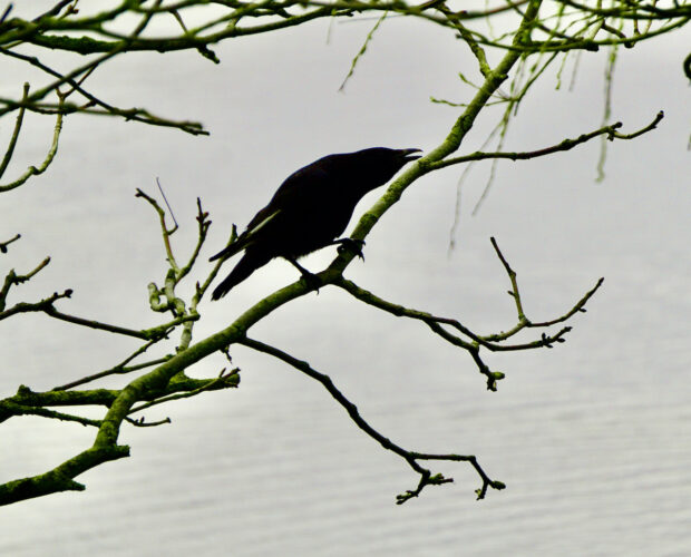 Gli odiatori pseudo-dotti