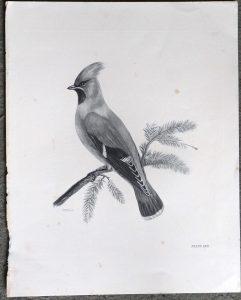 Antique Engraving Print, Bird, Plate, 1870