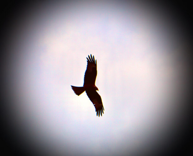 Leone, vitello, uomo, aquila