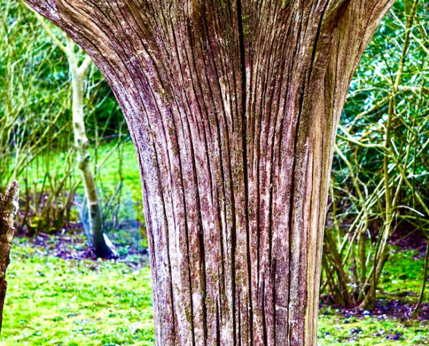 Stumpery Gardens, Romanticismo, aristocrazia