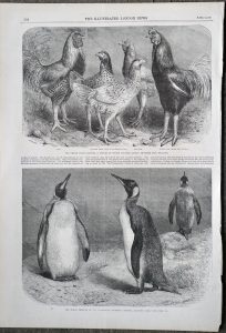 Antique Engraving Penguin; The Begum Pilly Gaguzes, 1865