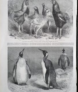 Antique Penguin; The Begum Pilly Gaguzes, 1865