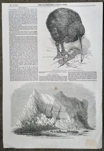 Antique Print, Apteryx; Arctic, 1851