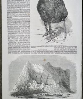 Antique Print, Apteryx; Arctic, 1851